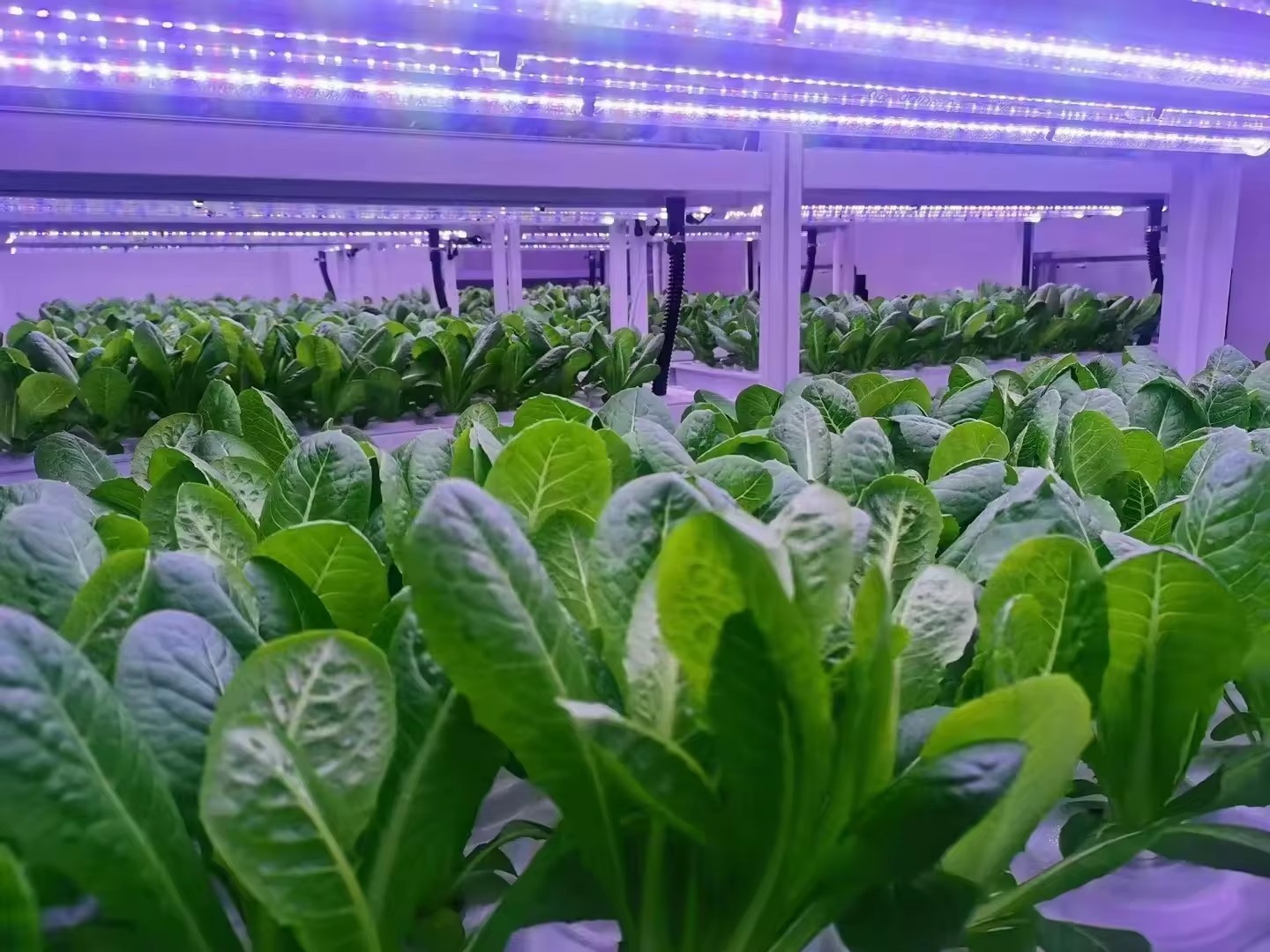 f Greenhouse Agricultural Equi - đánh giá và giá Agriculture Farming Equipments