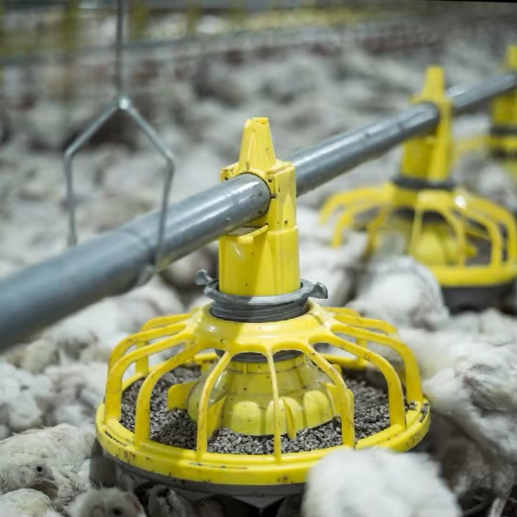 Chicken and poultry agricultur - đánh giá và giá Agriculture Farming Equipments