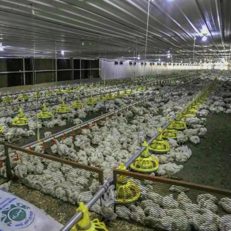 Chicken and poultry agricultur - đánh giá và giá Agriculture Farming Equipments