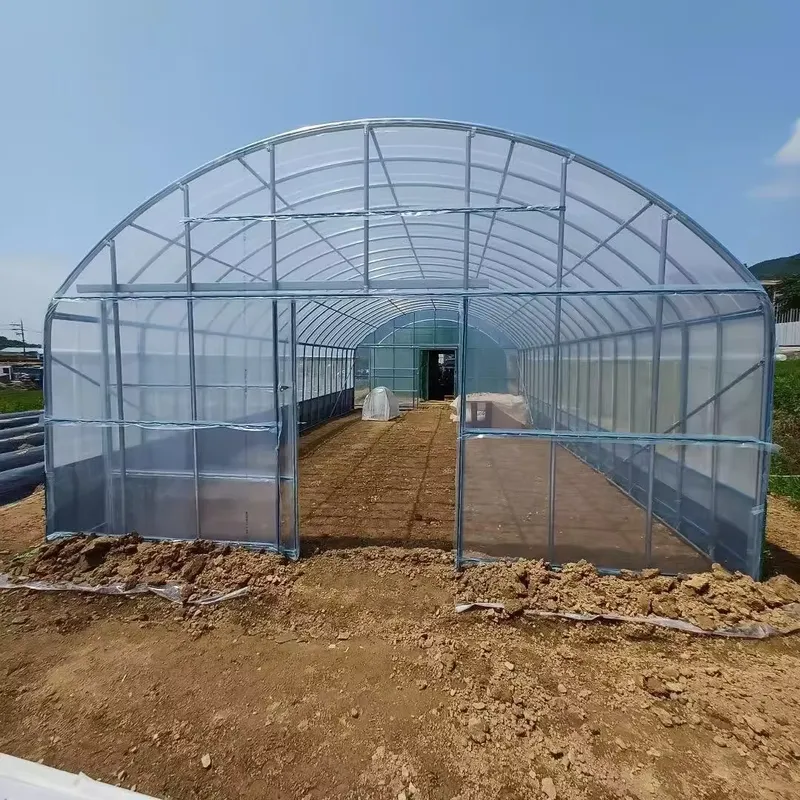 Single-Span Agricultural Green - đánh giá và giá Agriculture Tomato Farming
