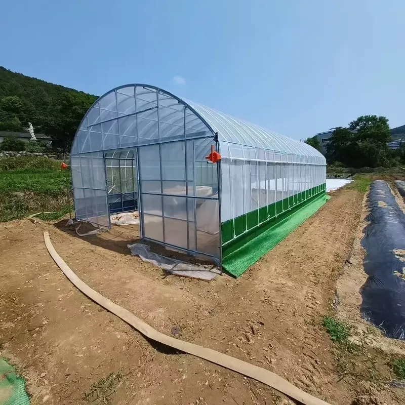 Single-Span Agricultural Green - đánh giá và giá Agriculture Tomato Farming